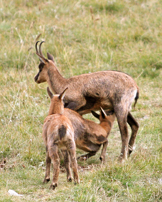 Camoscio d''Abruzzo Rupicapra pyrenaica ornata